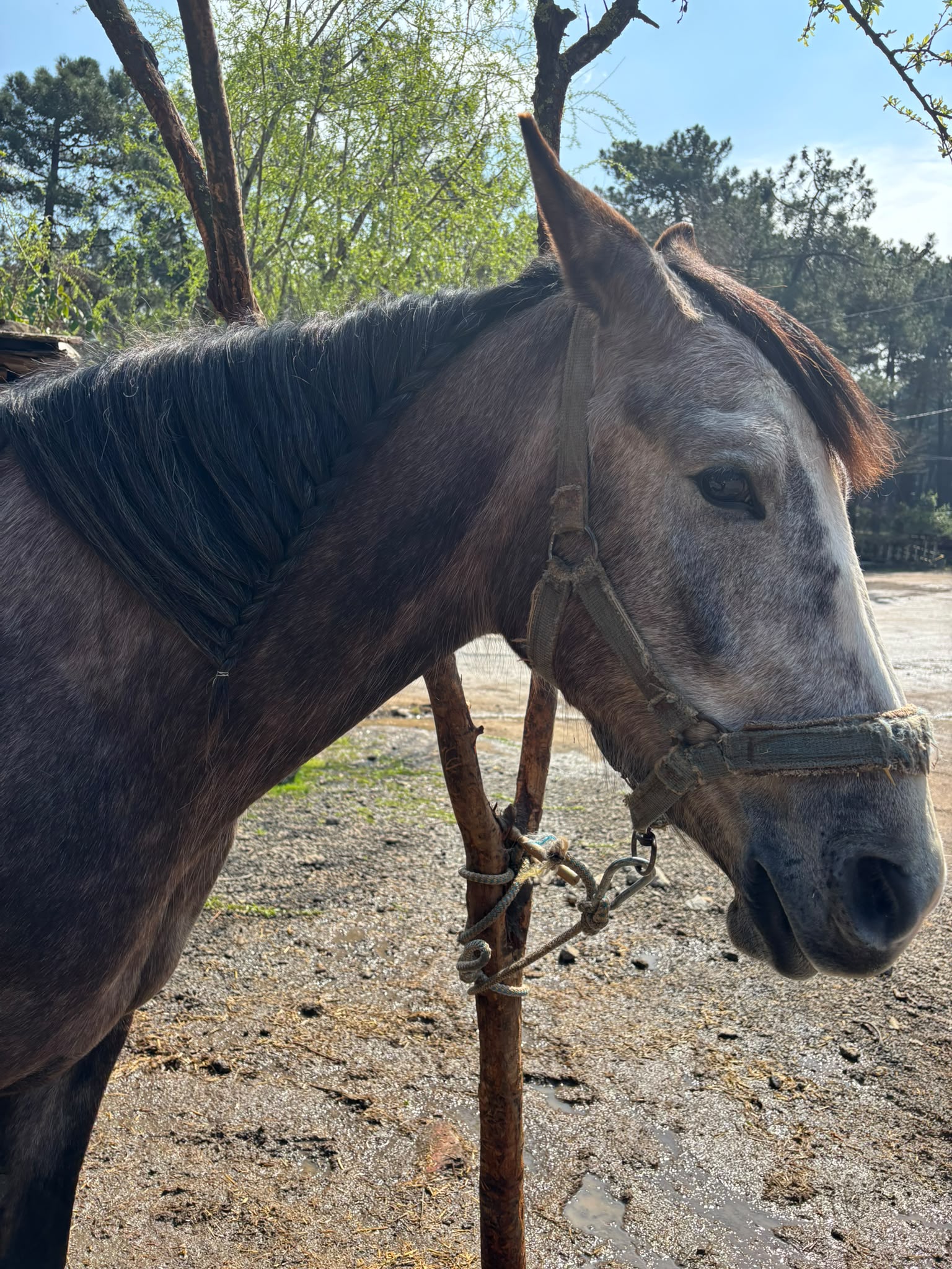 At Çiftliği Fotoğraf 1