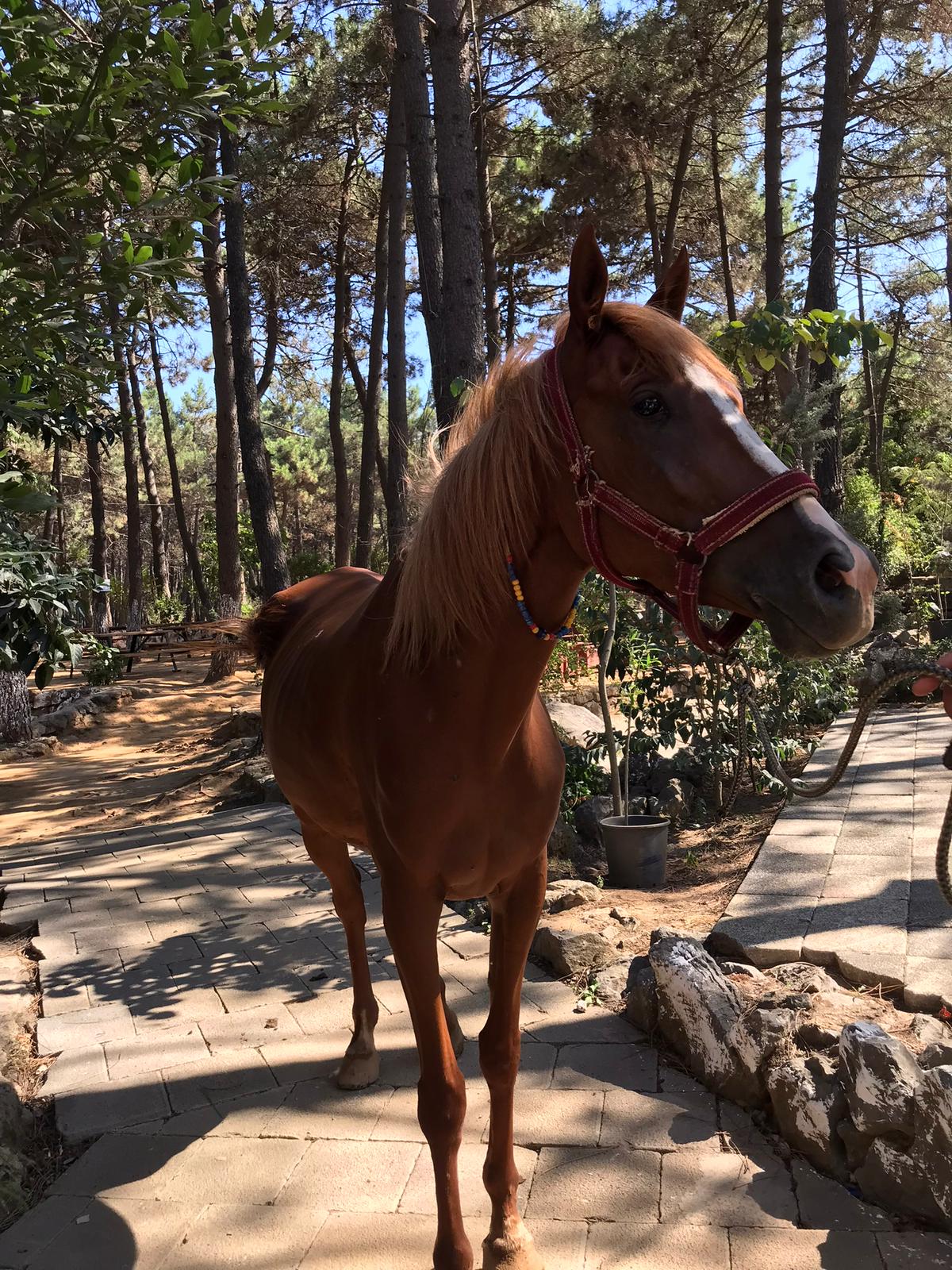 At Çiftliği Fotoğraf 13
