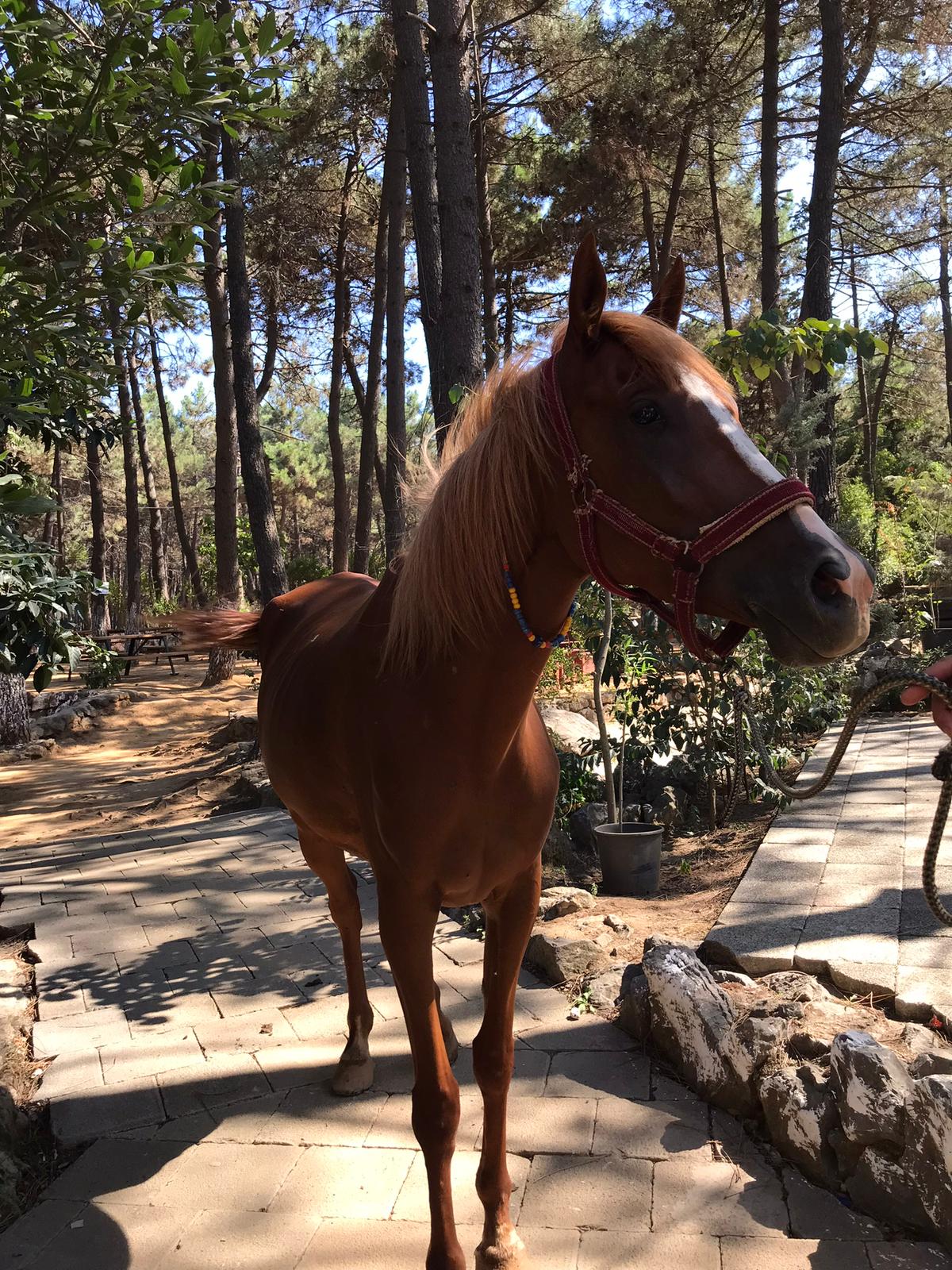 At Çiftliği Fotoğraf 27